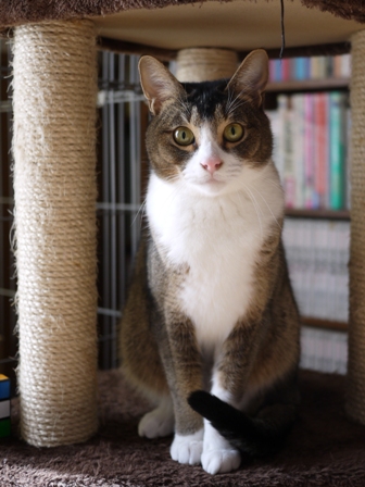 猫のお友だち オリーブちゃんキティちゃんタマくんなおくん編 + 犬のお友だち ミニーちゃん編。_a0143140_23261756.jpg