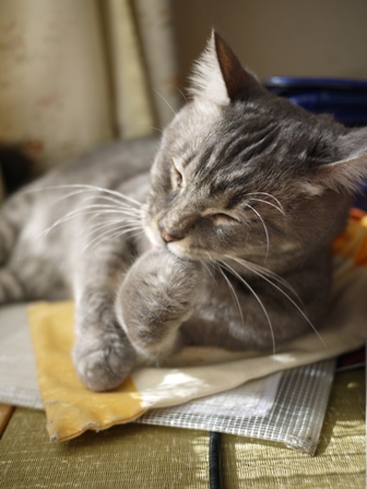 猫のお友だち オリーブちゃんキティちゃんタマくんなおくん編 + 犬のお友だち ミニーちゃん編。_a0143140_23264777.jpg