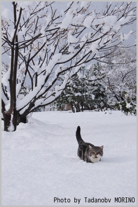 雪の猫道②_b0162847_18422384.jpg