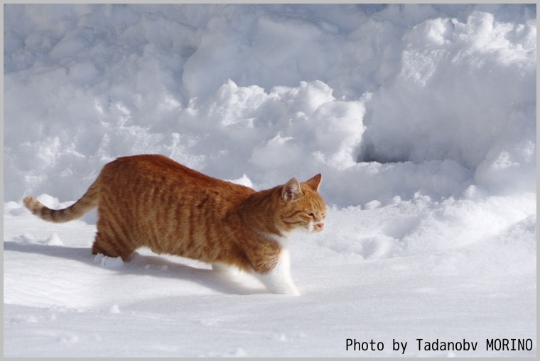 雪の猫道②_b0162847_1843037.jpg