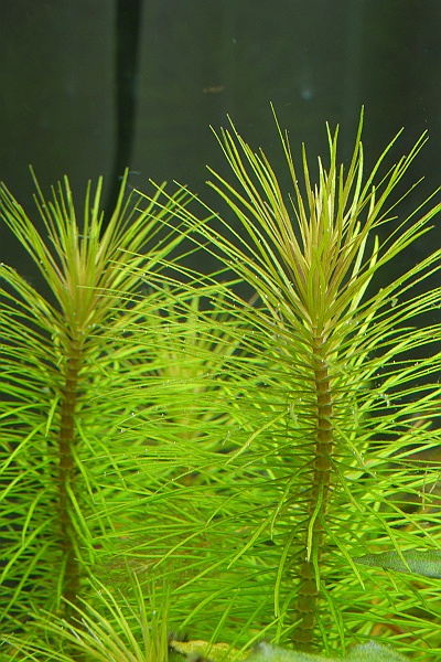 窒素不足かカリウム過多か それが問題だ 後編 Kamakura Aqua