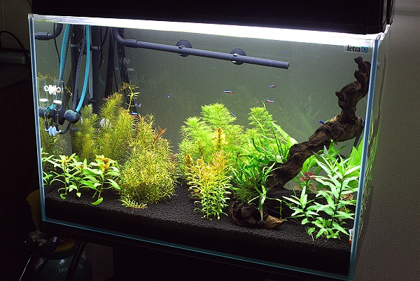 窒素不足かカリウム過多か それが問題だ 後編 Kamakura Aqua