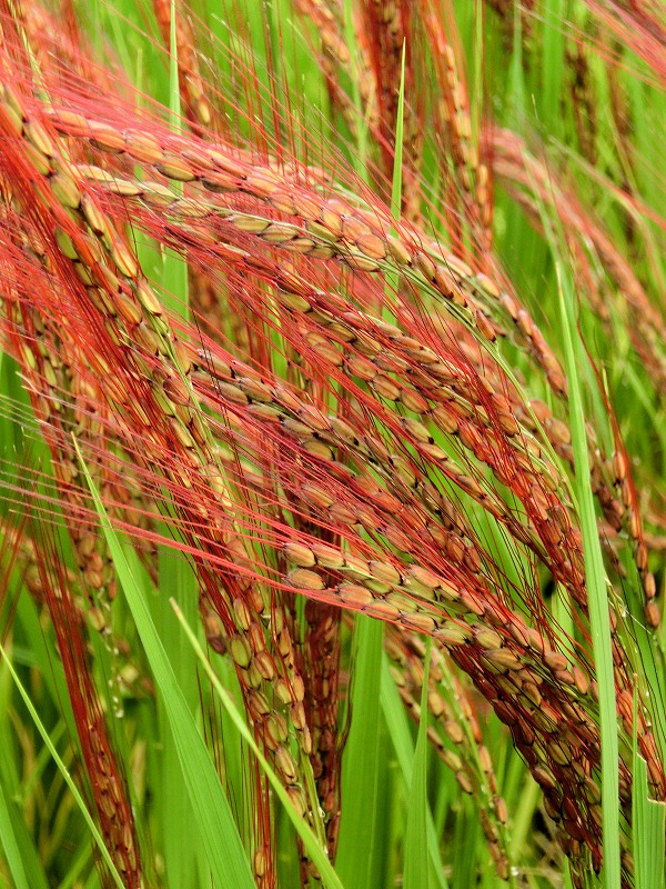 赤米 あかこめ あかまい 大自然と人間 海が好きだ 赤米 あかこめ あかまい 大自然と人間 海が好きだ