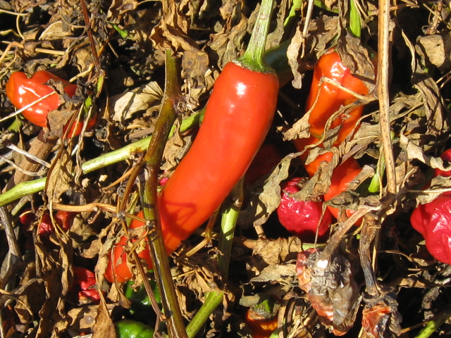c0185858_044139.jpg