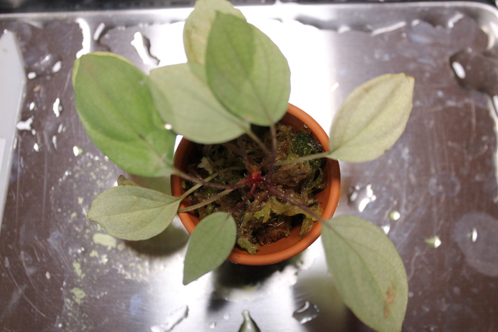 Homalomena sp. 北Sanggau Brown TB便 ホマロメナ Homalomena sp. 北Sanggau Brown TB便 ホマロメナ 【公式通販】