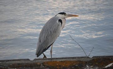 冬の一日に水鳥を眺める ・・・_b0102572_22484291.jpg