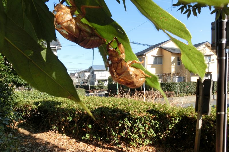 小畔川（ZR1000機能確認:2012/12/25）_f0031682_18431623.jpg