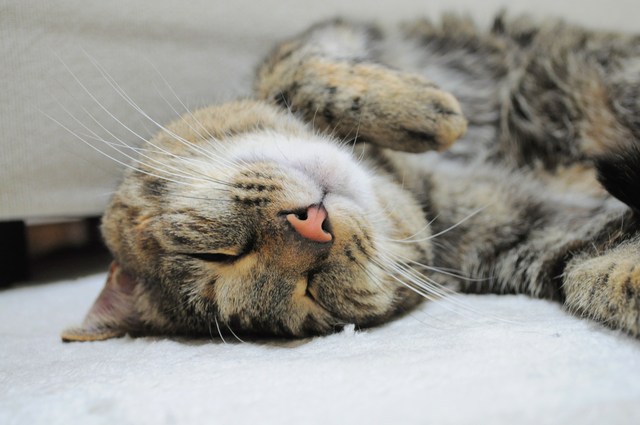 猫と暮らすって…_a0126590_1405199.jpg