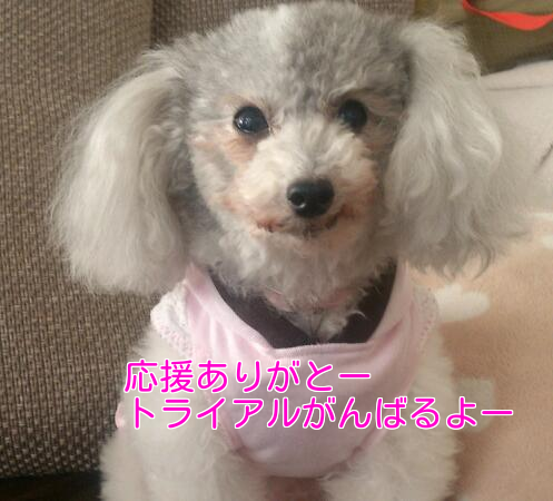 b0237894_1816291.png