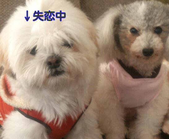 b0237894_1894547.png