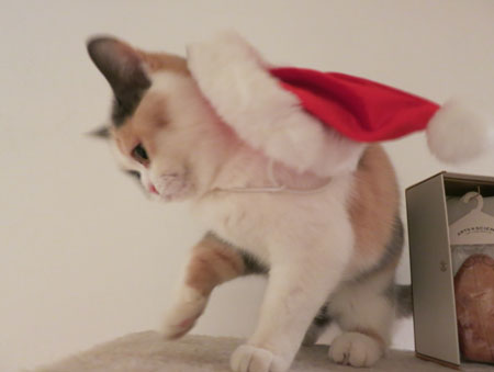 Merry Christmas!_c0108595_057666.jpg