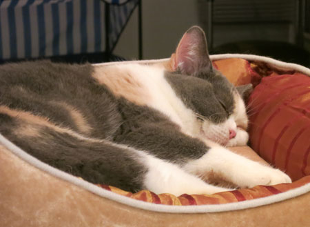 クリキャリ SLEEPING_c0108595_2394989.jpg