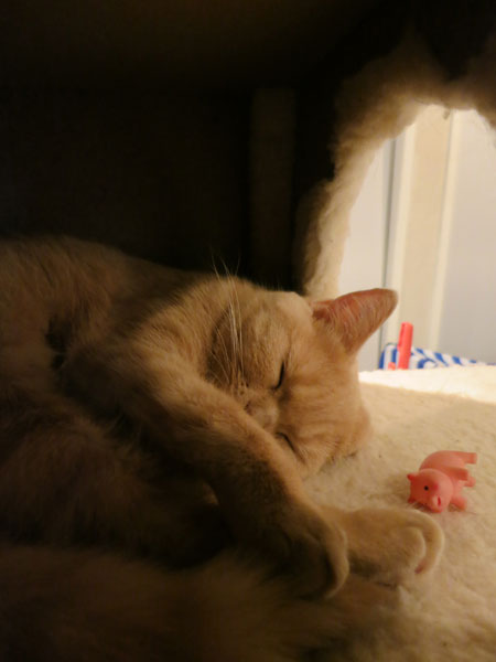 クリキャリ SLEEPING_c0108595_244273.jpg