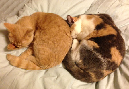 クリキャリ SLEEPING_c0108595_2481967.jpg