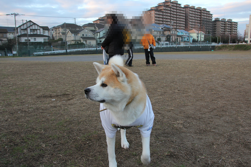 a0232619_10423255.png