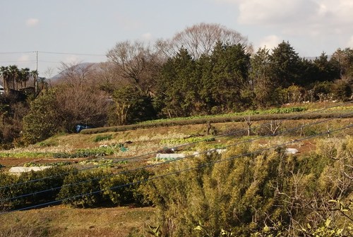今年最後の野菜畑......みかんの収穫も_b0137932_18563821.jpg