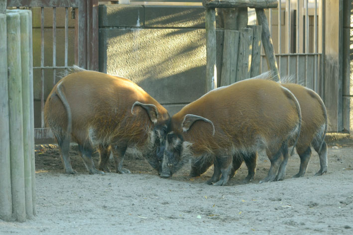 アカ かわいい イノシシ 今日ものんびり動物園 アカ かわいい イノシシ 今日ものんびり動物園