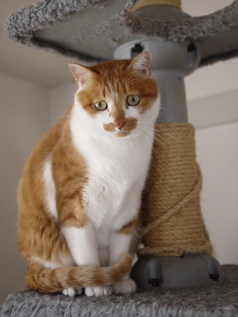 猫のお友だち ちゃーくんちょびくんペコちゃん編。_a0143140_2363662.jpg