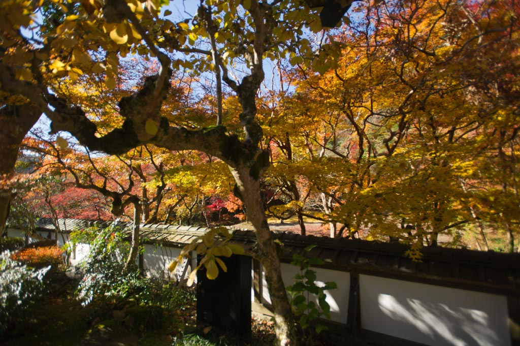 ◆正暦寺　Ⅲ　福寿院　奈良県奈良市_b0023047_604195.jpg