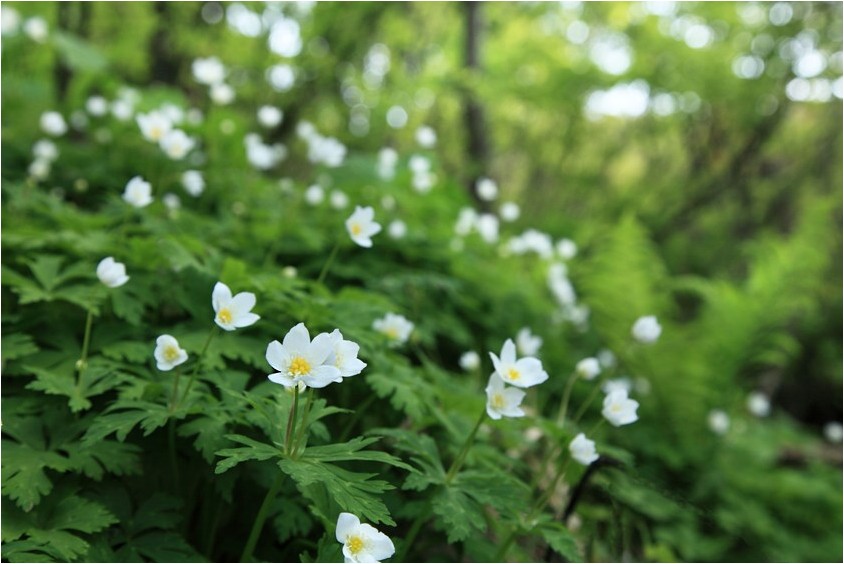 佐渡の花達 野草風薫 佐渡の花達 野草風薫