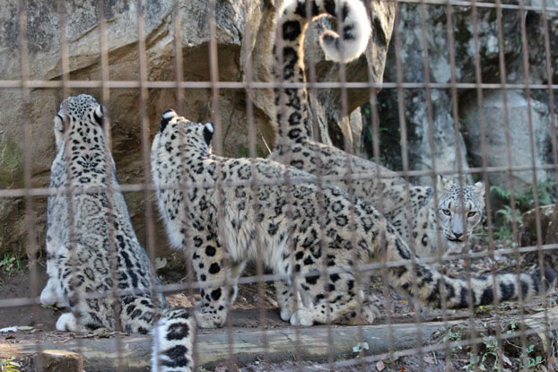 ユキヒョウっ仔！～マーキング・スカイ_e0294253_19341092.jpg