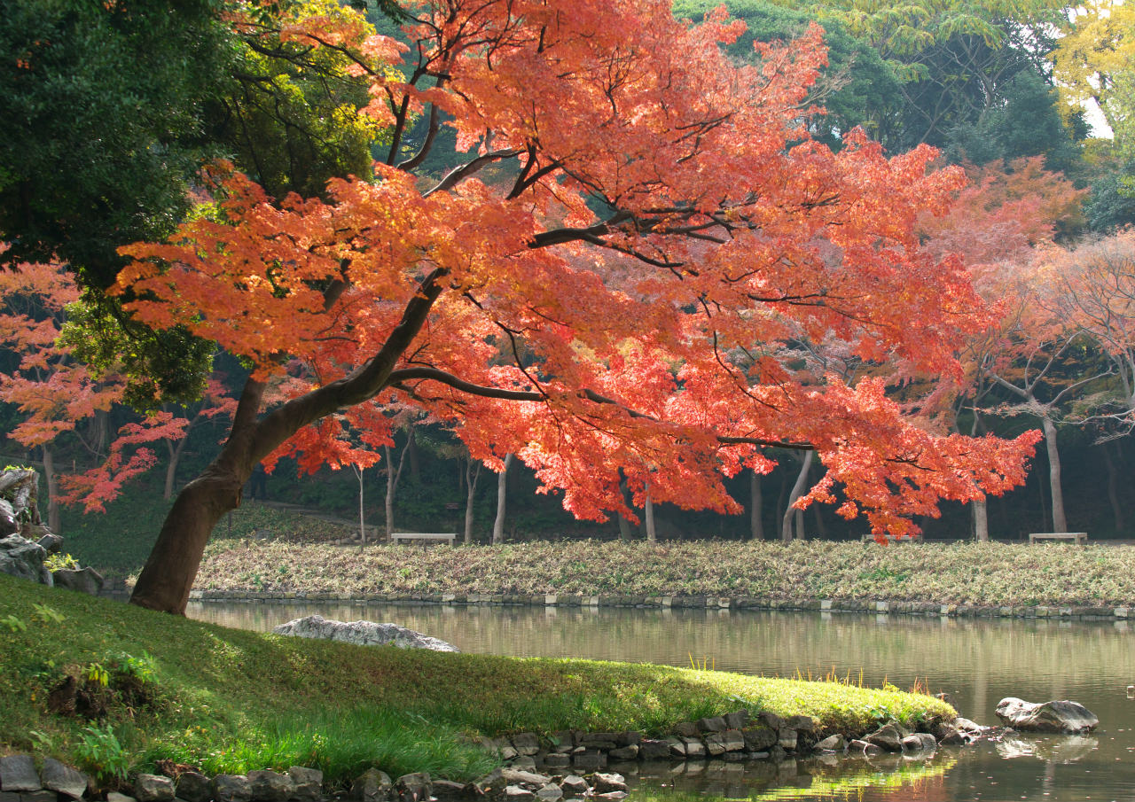 小石川後楽園　4_f0018464_11459100.jpg