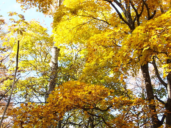 紅葉トレッキング　in 川苔山　（7）　　山頂にて♪_e0195587_201796.jpg