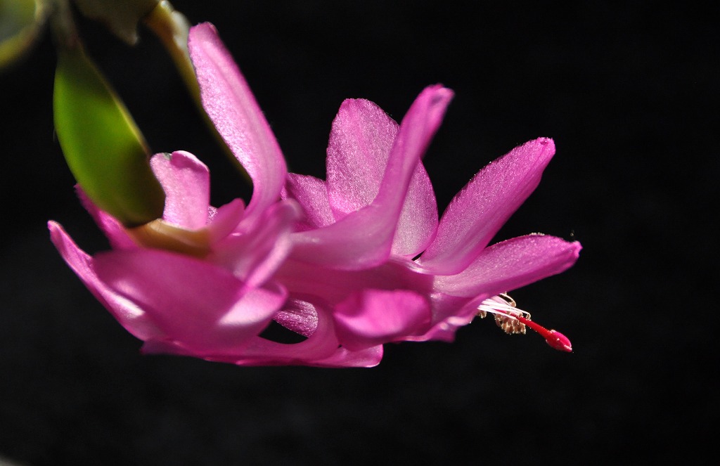 c0240388_8111344.jpg