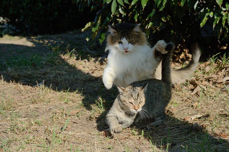 街角ニャンコ・みんな元気に!_f0032011_18532689.jpg