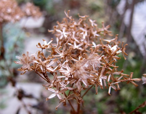 b0178339_15565549.jpg