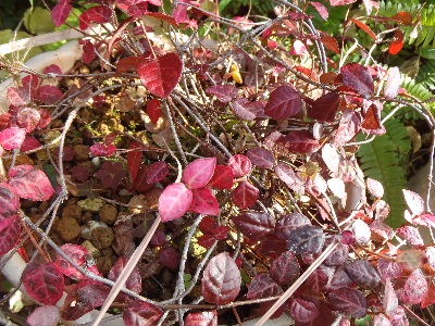 a0054240_2359314.jpg