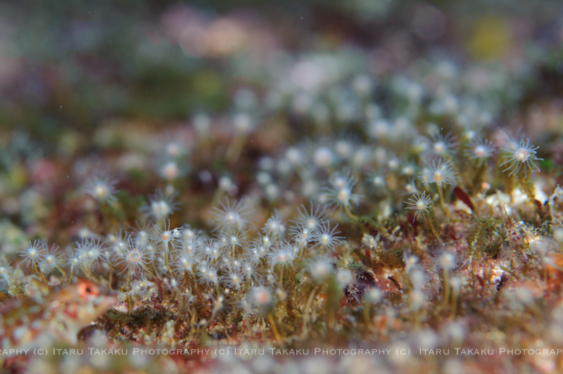 ヒドロ虫の森_b0186442_19572863.jpg