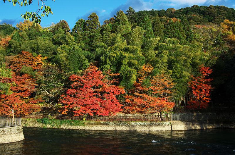 宇治川近辺の紅葉（恵心院～縣神社）_f0155048_15134249.jpg