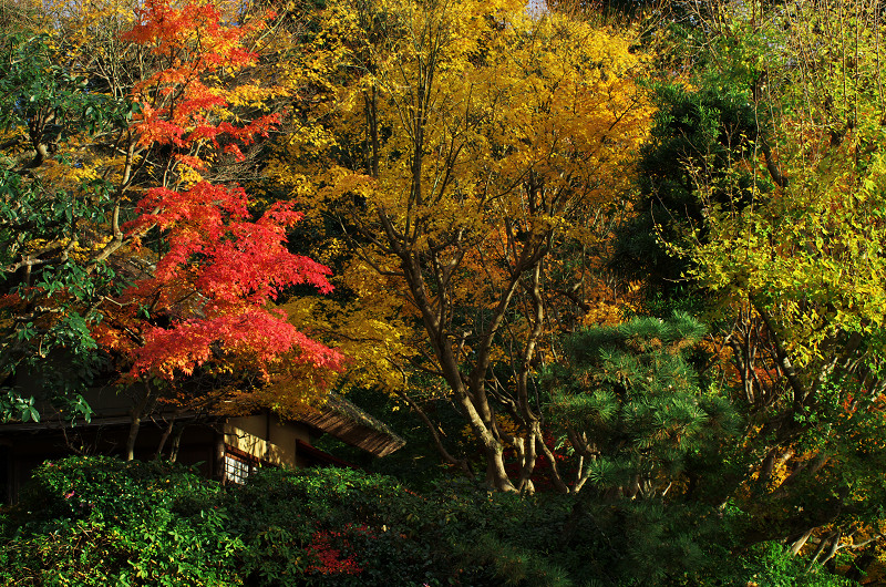 宇治川近辺の紅葉（恵心院～縣神社）_f0155048_1515429.jpg