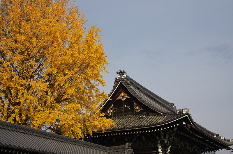黄金の銀杏（西本願寺）_f0155048_15211550.jpg