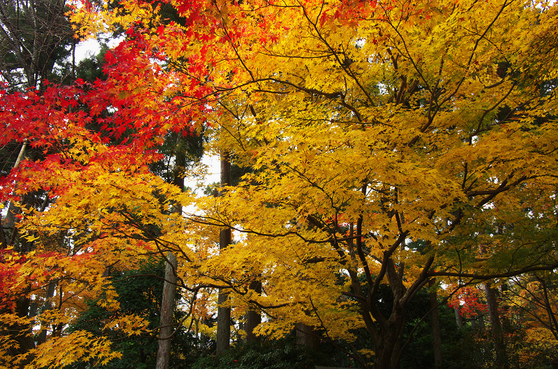 晩秋の龍安寺（後編・外庭編）_f0155048_1534799.jpg