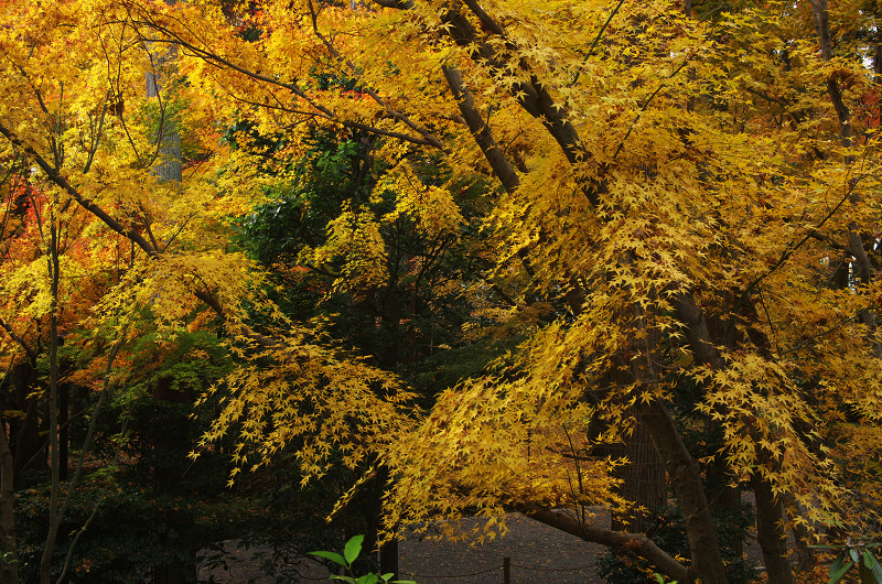 晩秋の龍安寺（後編・外庭編）_f0155048_15351698.jpg