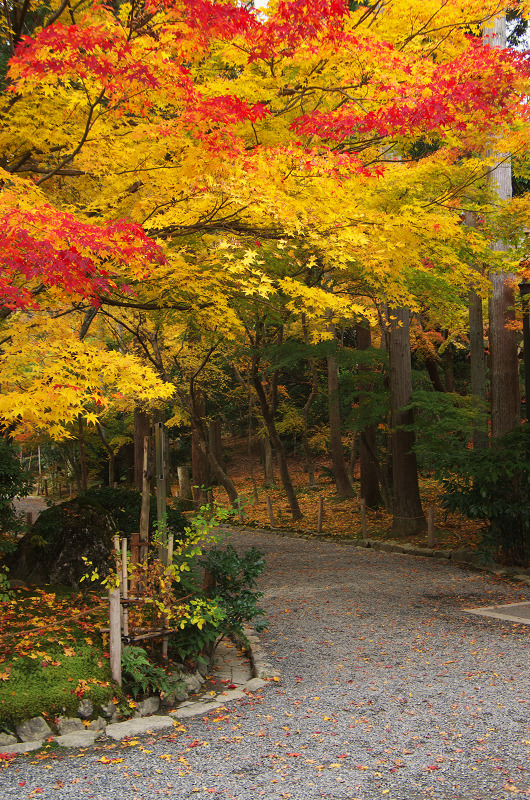 晩秋の龍安寺（後編・外庭編）_f0155048_15351889.jpg