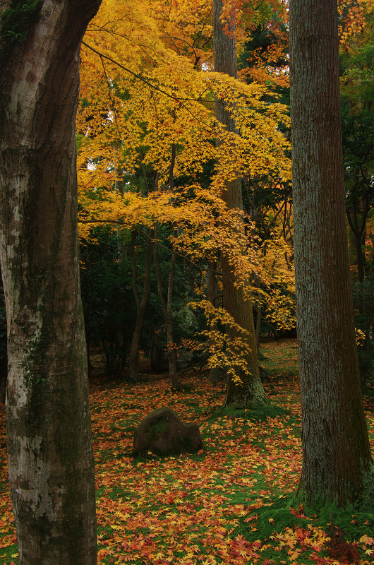 晩秋の龍安寺（後編・外庭編）_f0155048_15354575.jpg