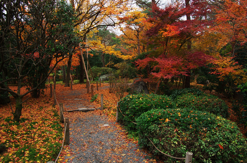 晩秋の龍安寺（後編・外庭編）_f0155048_15361925.jpg