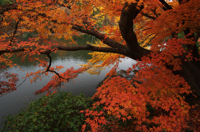 晩秋の龍安寺（後編・外庭編）_f0155048_15371092.jpg