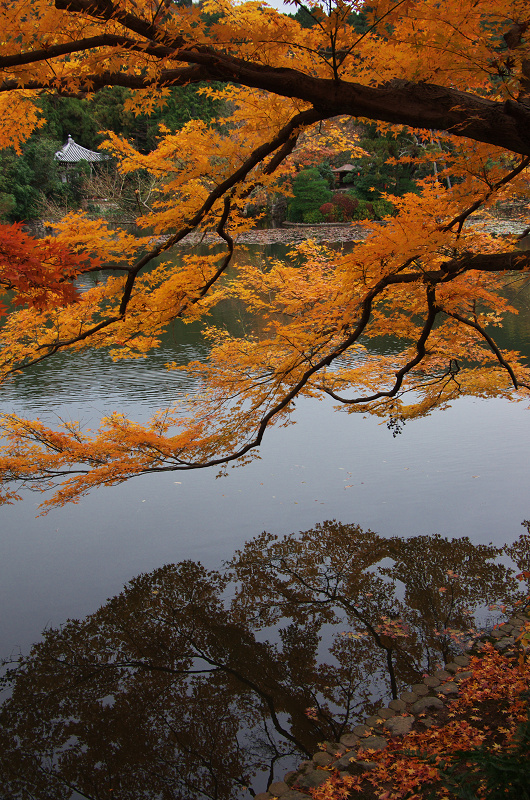 晩秋の龍安寺（後編・外庭編）_f0155048_15391096.jpg