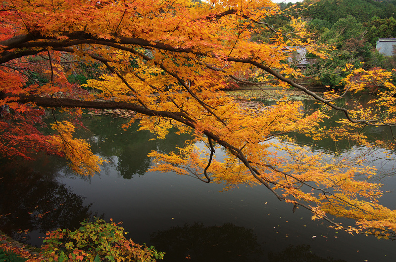 晩秋の龍安寺（後編・外庭編）_f0155048_15392490.jpg