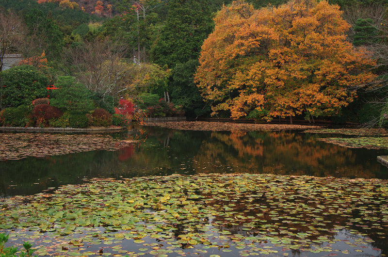 晩秋の龍安寺（後編・外庭編）_f0155048_15395425.jpg