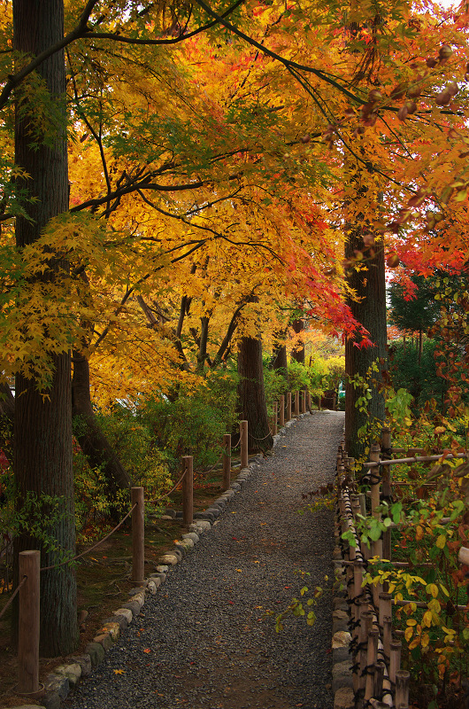 晩秋の龍安寺（後編・外庭編）_f0155048_15403276.jpg