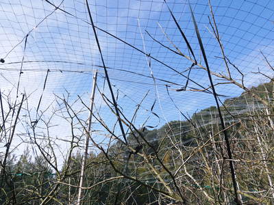 太秋柿 古川農園 匠のこだわり!徹底作業!!_a0254656_1862292.jpg
