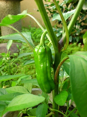 f0142070_16114075.jpg