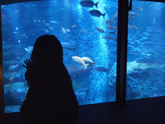 スカイツリーとすみだ水族館。_d0182697_2351447.jpg