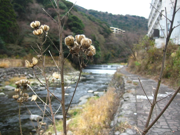 箱根湯元・河鹿荘_a0248700_1095554.jpg