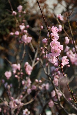 a0123003_0252055.jpg